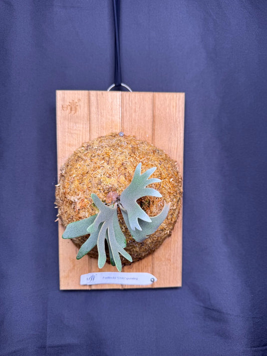 Platycerium Willinckii 'OMG' sporeling mounted - OMG-05