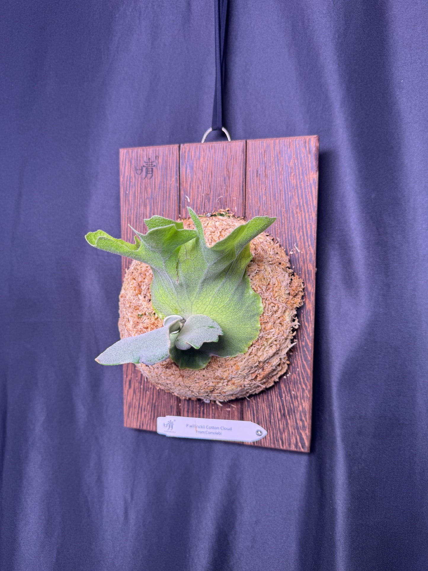 P. willinckii ‘Cotton Cloud’ - Offset from Mother Plant - CCS - 01
