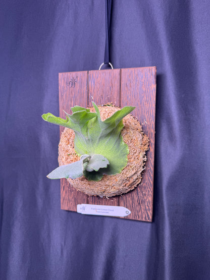 P. willinckii ‘Cotton Cloud’ - Offset from Mother Plant - CCS - 01