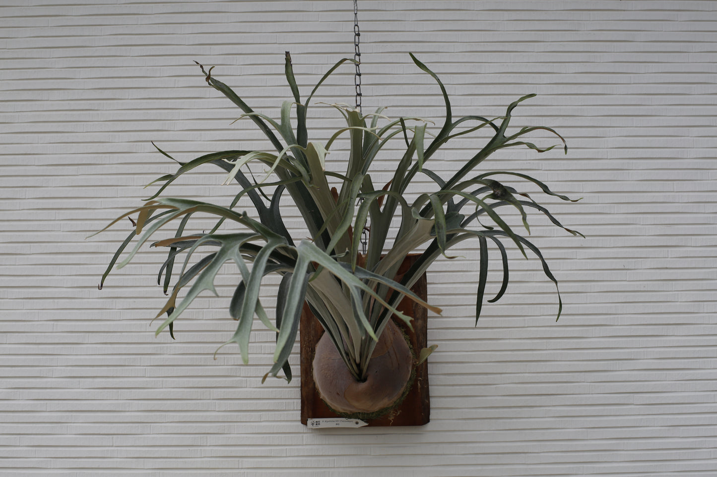 P.  ‘Kiyohime’ Sporeling potted - KIY -01