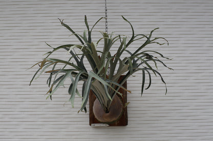 P.  ‘Kiyohime’ Sporeling potted - KIY -01