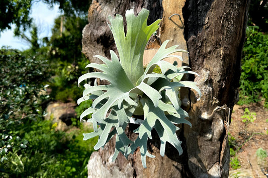 Platycerium willinckii Omega sporeling mounted - OME-03