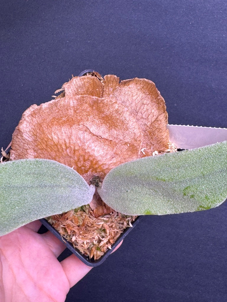 P.'Elsa' - Offset from Mother Plant - ELS-02