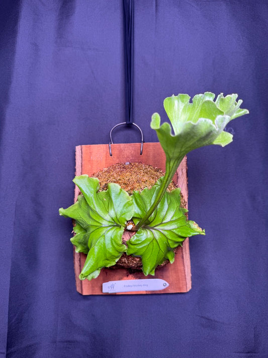 Platycerium ridleyi 'Monkey King' mounted pup -MK01