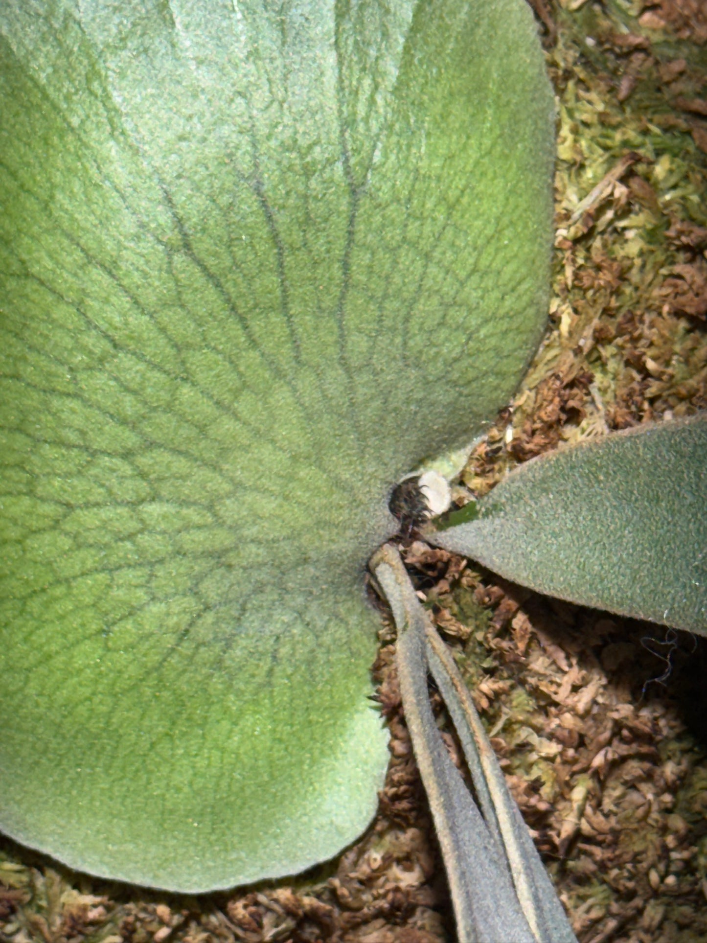 P. willinckii ‘Moonlight’ - Offset from Mother Plant  - ML - 01
