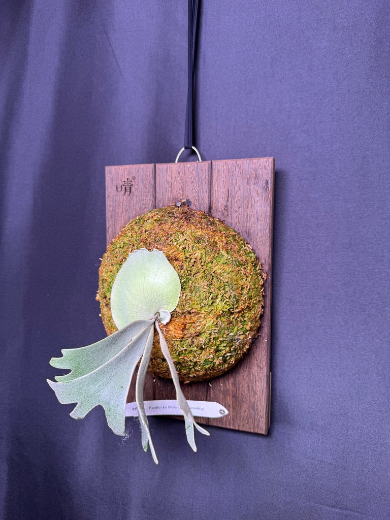 P. willinckii ‘Moonlight’ sporeling  - ML - 02