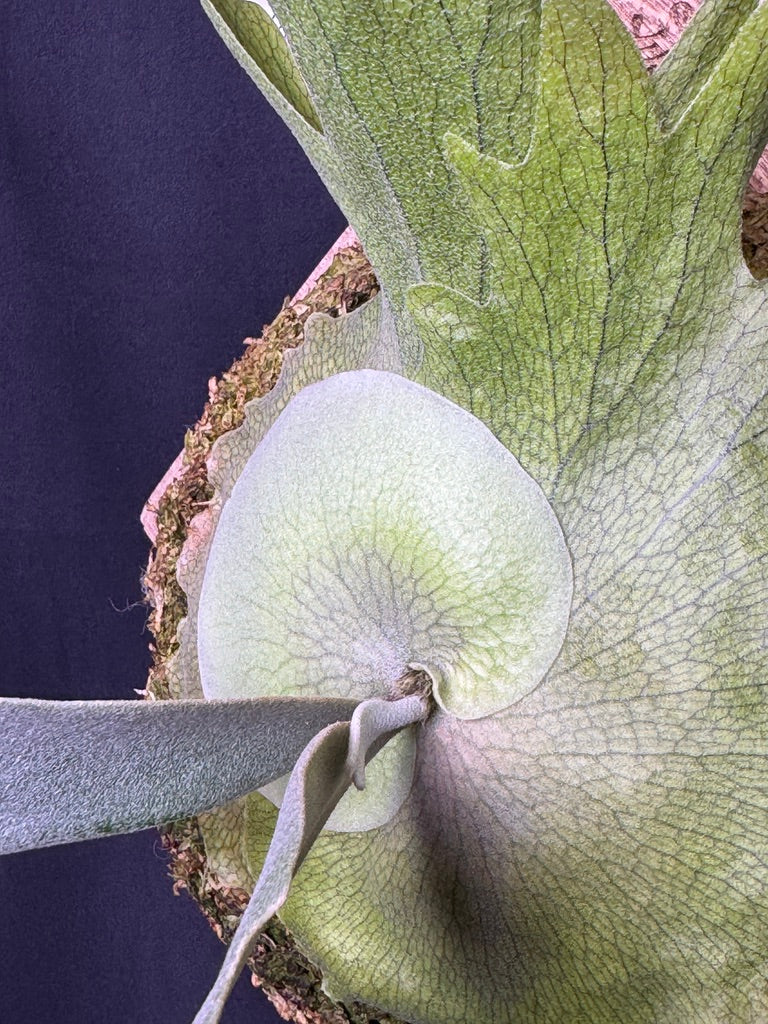 Platycerium willinckii Omega - Offset from Mother Plant - OME-02