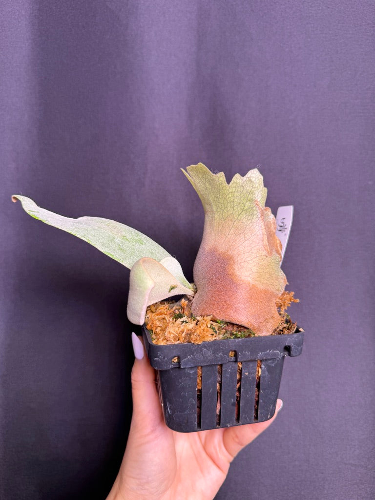 P. willinckii cv. ‘White Swan’ potted - Offset from Mother Plant - WS -02