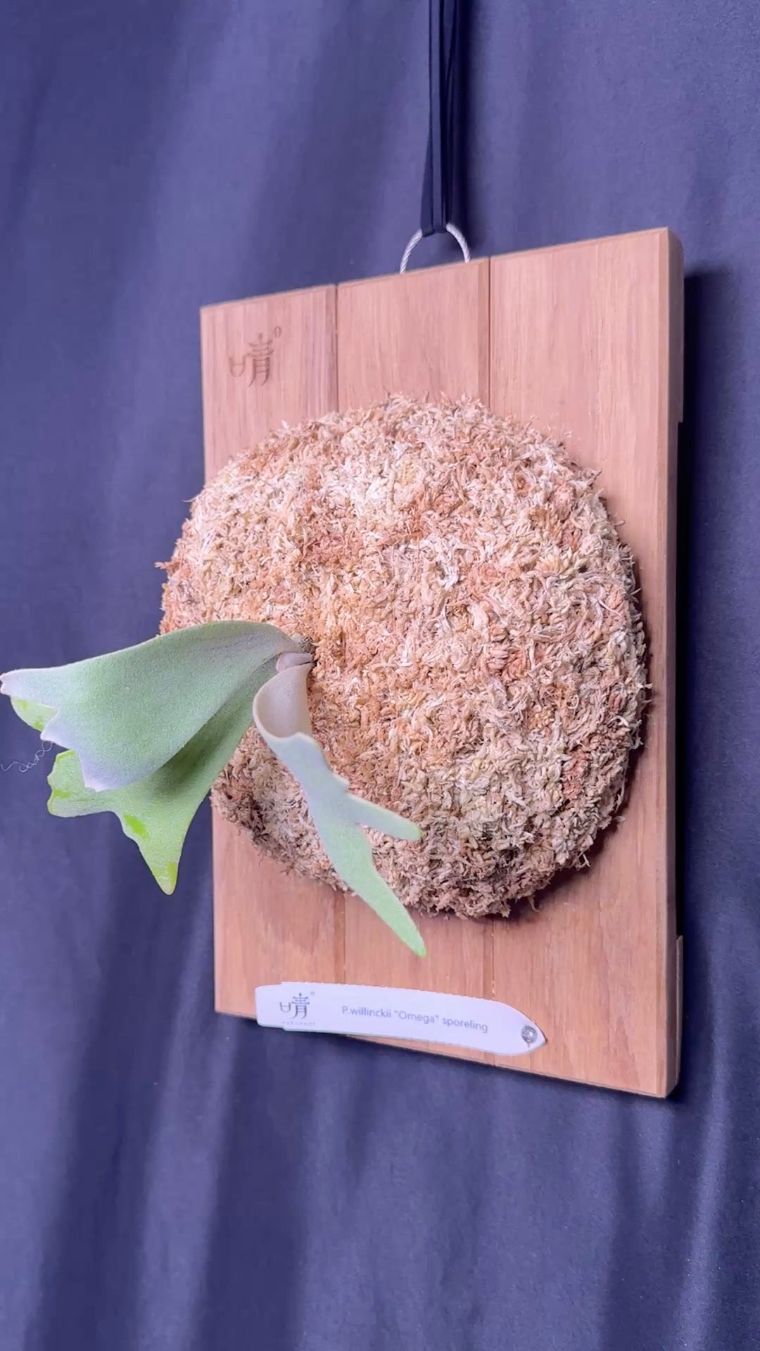 Platycerium willinckii Omega sporeling mounted - OME-03