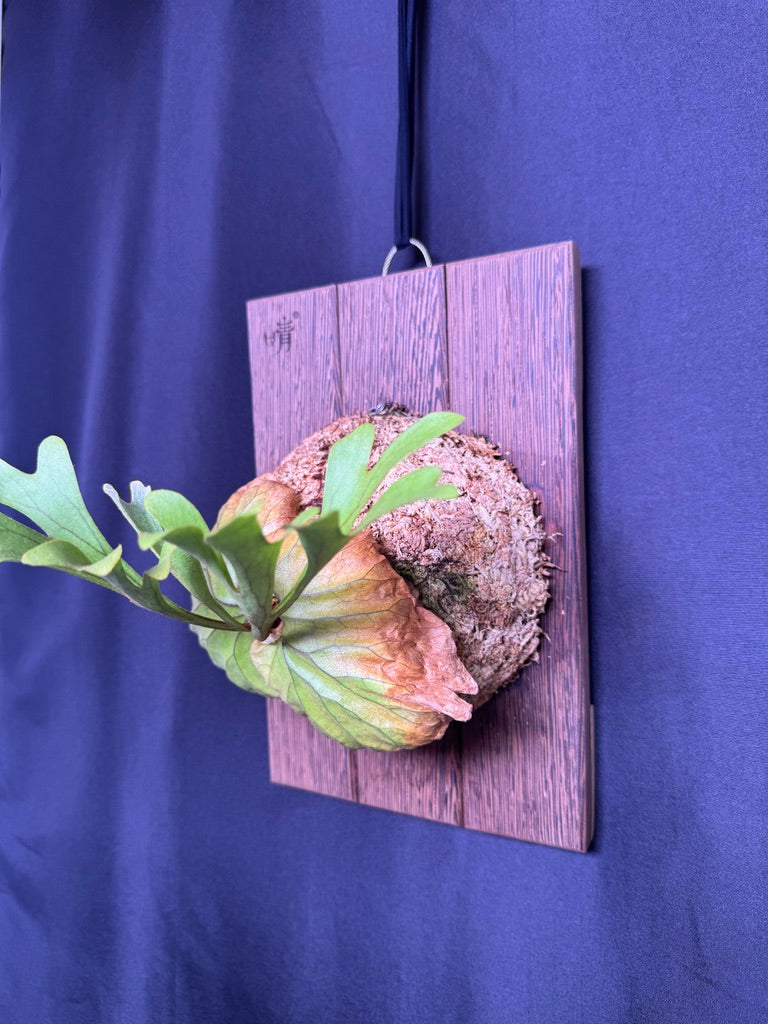 Platycerium ridleyi mounted
