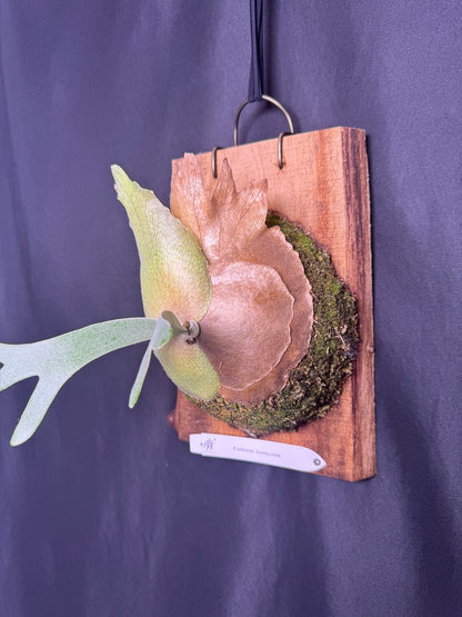Platycerium willinckii 'Sunny cutie' mounted offset