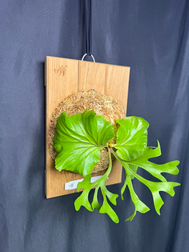 Platycerium ridleyi mounted