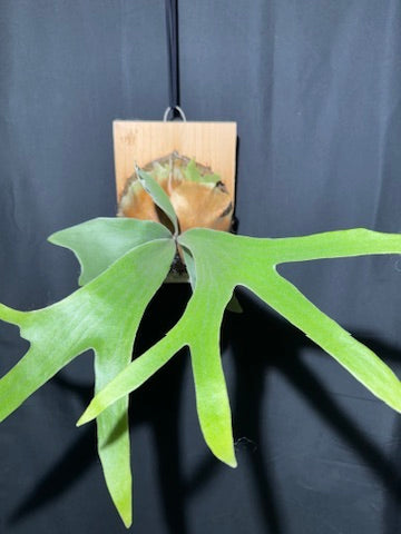 P.'Woot #9' - Offset from Mother Plant - WO9-01