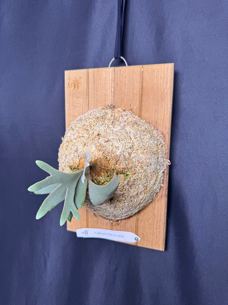 Platycerium Willinckii 'OMG' sporeling mounted - OMG-05