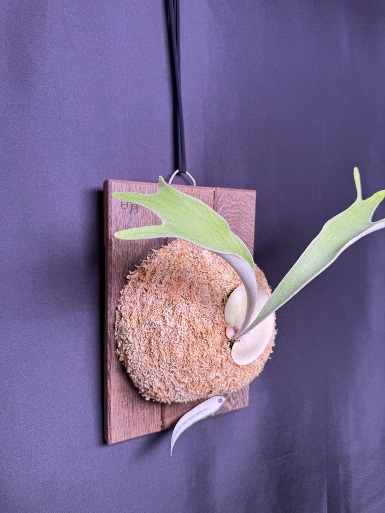 Platycerium veitchii 'High Finger' sporeling - HF - 01