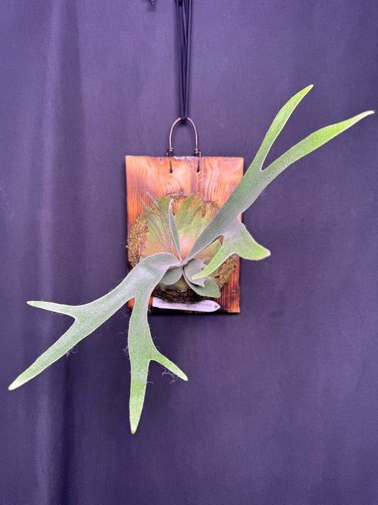 P. willinckii ‘Little Crown’ × ‘Katsu’ sporeling- LK-02