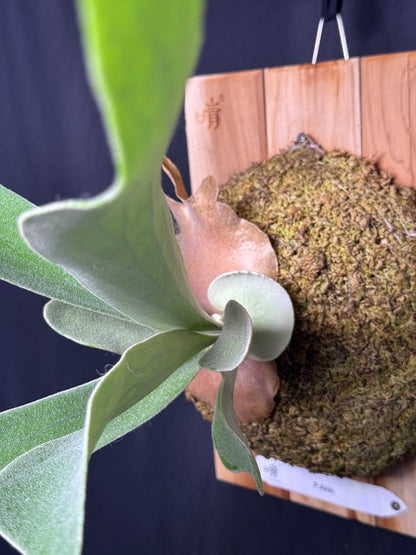 P. Akki -Mounted offset from Mother Plant - A-02
