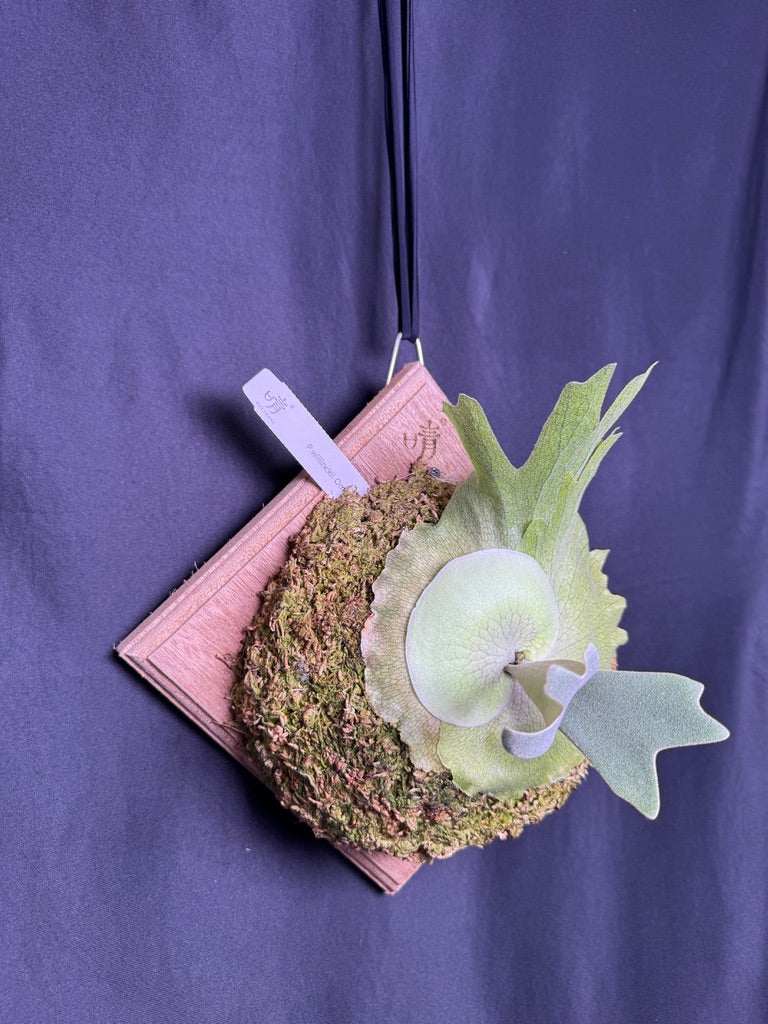 Platycerium willinckii Omega - Offset from Mother Plant - OME-02
