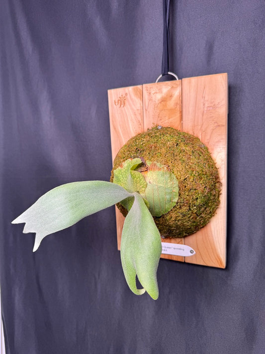 P.willinckii ‘Pearl Queen’ sporeling - PQ-04