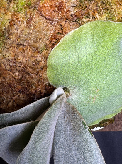 P.willinckii ‘Pearl Queen’ offset - PQ-05