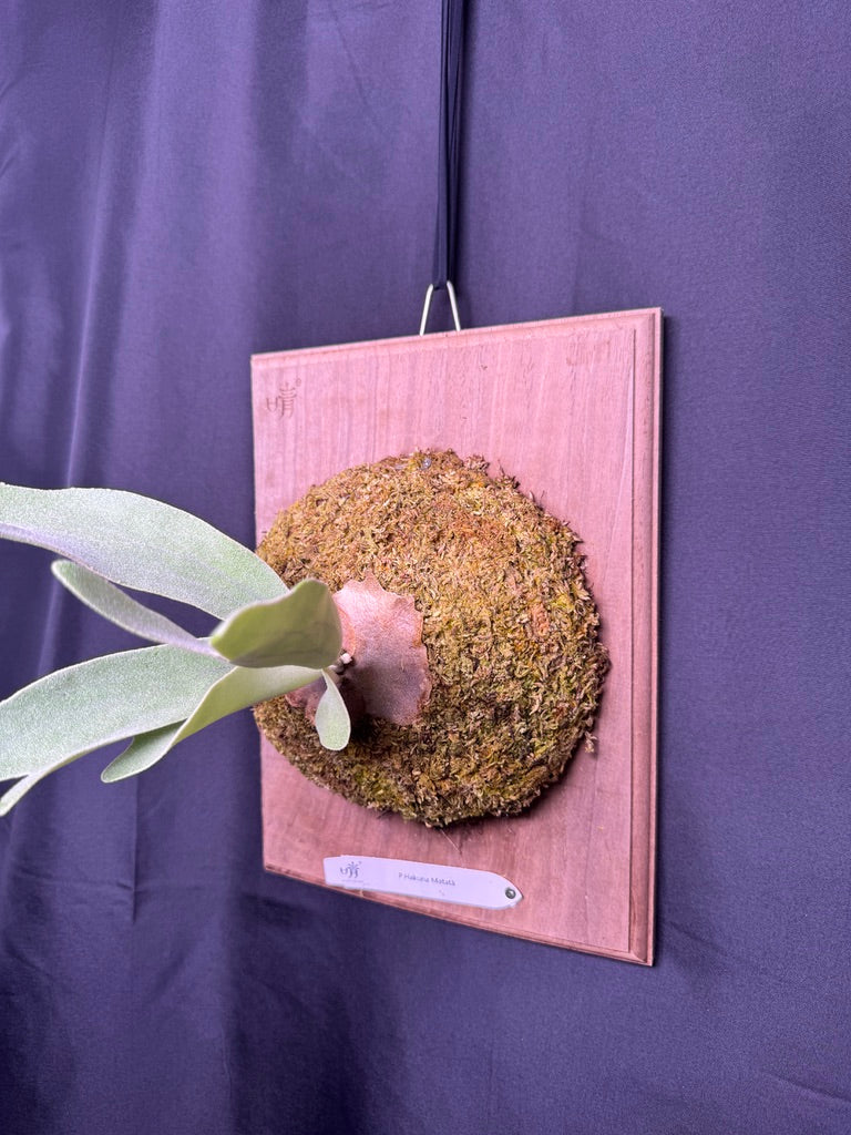 P.  ‘Hakuna Matata’ -Offset from Mother Plant - HM -01