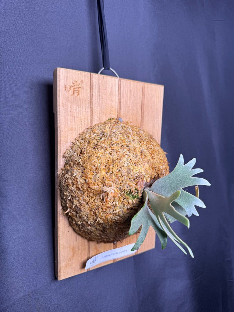 Platycerium Willinckii 'OMG' sporeling mounted - OMG-05