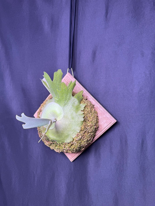 Platycerium willinckii Omega - Offset from Mother Plant - OME-02