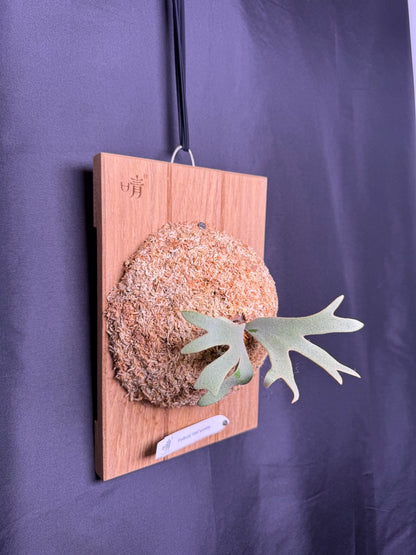 Platycerium Willinckii 'OMG' sporeling mounted - OMG-06