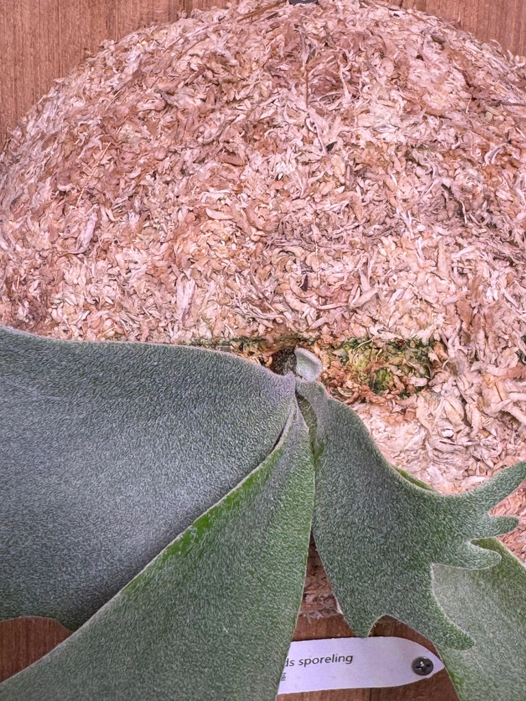 P.willinckii 'Leonids' sporeling - LEO-03