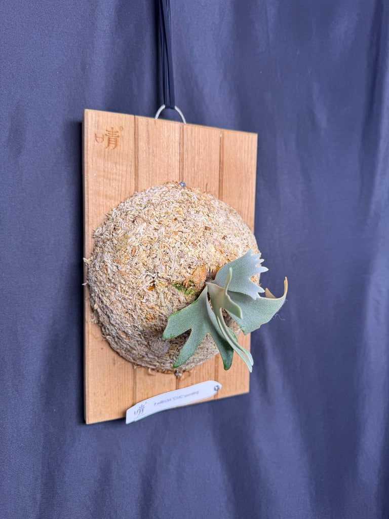 Platycerium Willinckii 'OMG' sporeling mounted - OMG-05