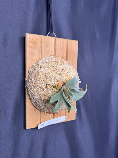 Platycerium Willinckii 'OMG' sporeling mounted - OMG-05