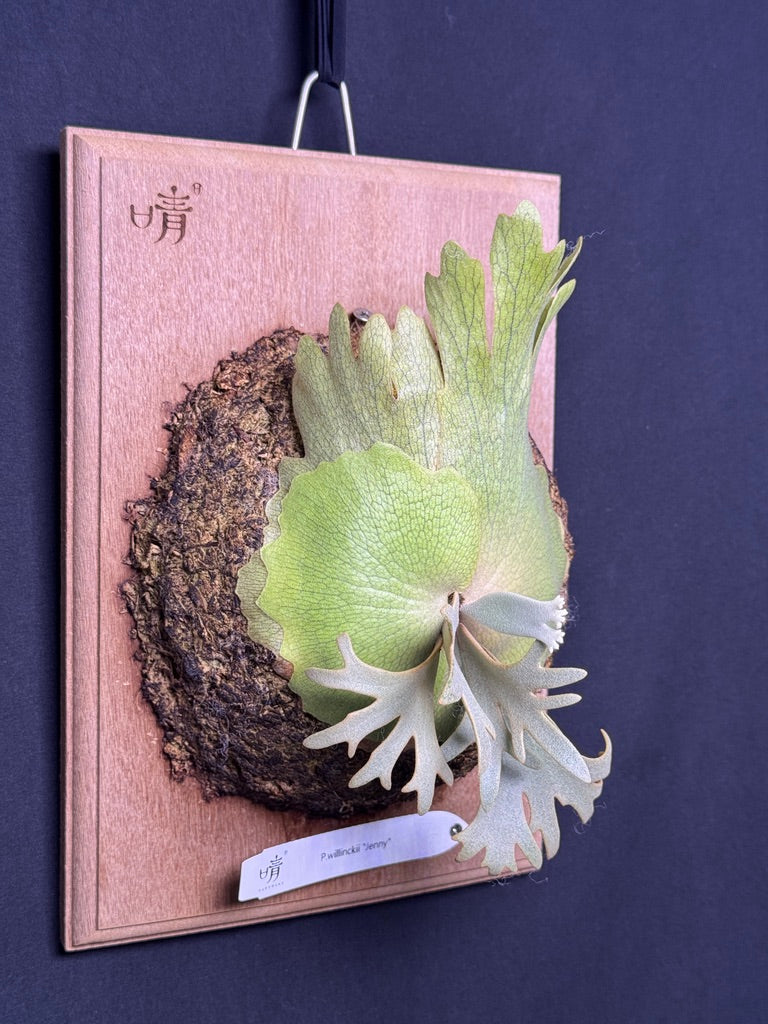 P.willinckii 'Jenny' - Offset from Mother Plant - JEN-02