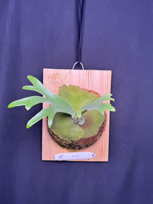 P.popcorn - Offset from Mother Plant - POP-01