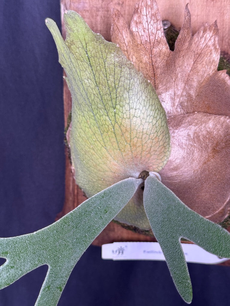 Platycerium willinckii 'Sunny cutie' mounted offset
