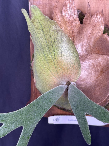 Platycerium willinckii 'Sunny cutie' mounted offset