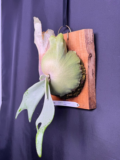 P.willinckii ‘Pearl Queen’  - Offset from Mother Plant - PQ-07
