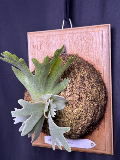 P. willinckii cv.'Gabriel' - Offset from Mother Plant - G-01