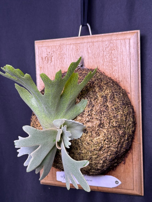 P. willinckii cv.'Gabriel' - Offset from Mother Plant - G-01