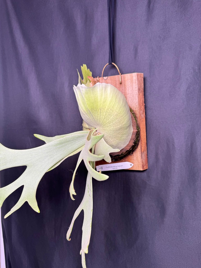 P.willinckii 'White Heaven' - Offset from Mother Plant  - WH-01