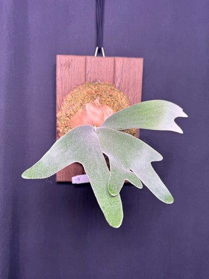 P.  ‘Celso’  - Offset from Mother Plant - CS -01