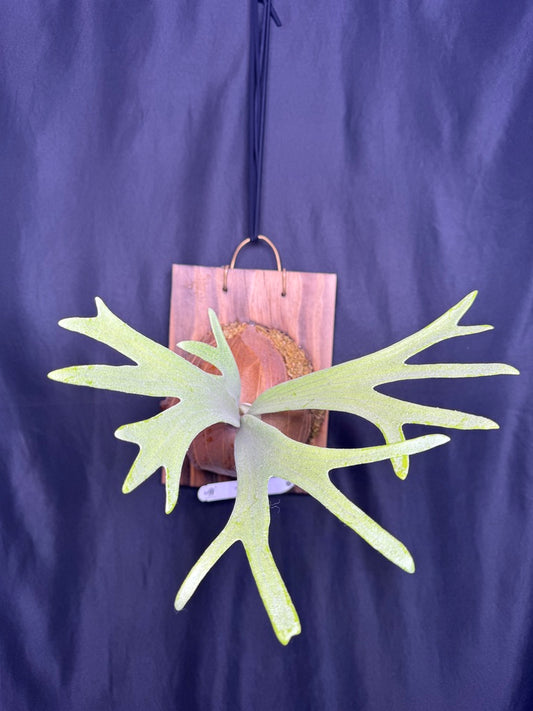 Platycerium bifurcatum 'sp white' - Offset from Mother Plant - SPW-10