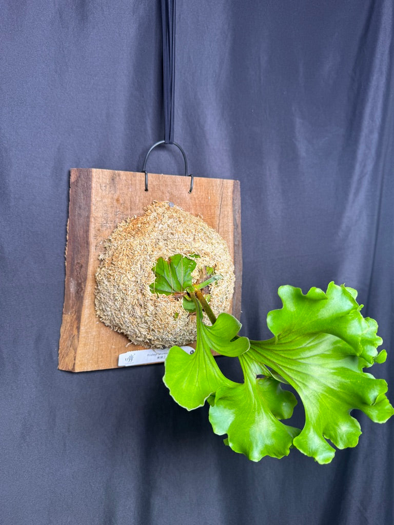 Platycerium ridleyi 'Monkey King' mounted pup -MK02