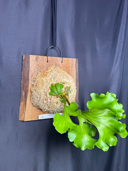 Platycerium ridleyi 'Monkey King' mounted pup -MK02