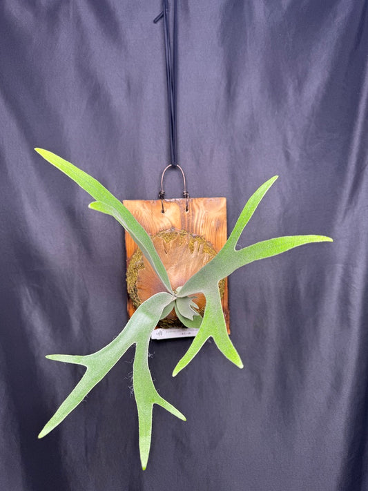 P. willinckii ‘Little Crown’ × ‘Katsu’ sporeling- LK-02