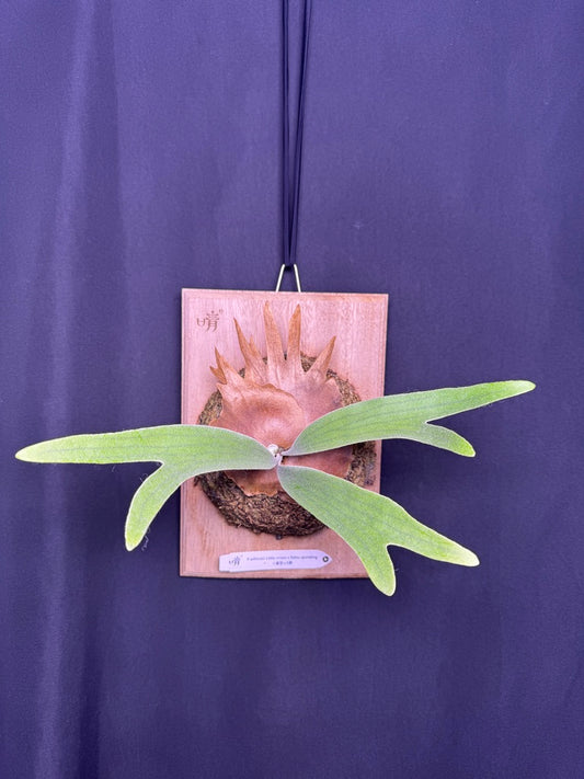 P. willinckii ‘Little Crown’ × ‘Katsu’ sporeling- LK-01