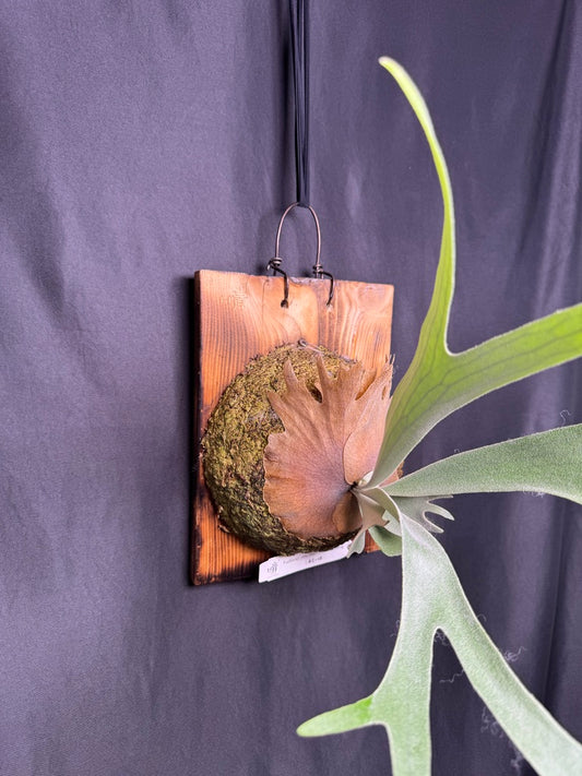 P. willinckii ‘Little Crown’ × ‘Katsu’ sporeling- LK-02
