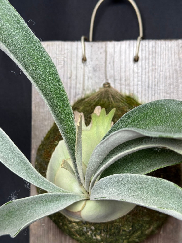 P. veitchii 'Auburn River' - Offset from Mother Plant - AR-06