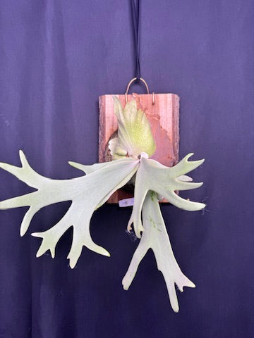 P.willinckii 'White Heaven' - Offset from Mother Plant  - WH-01