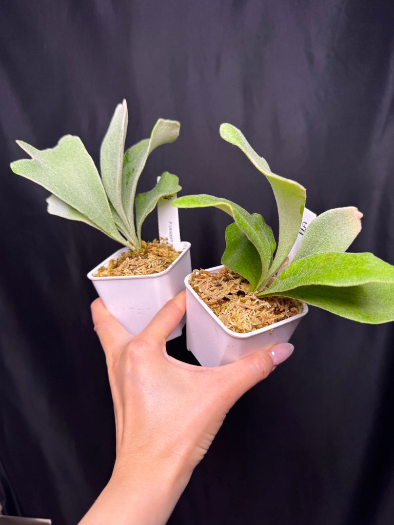 Platycerium 'Unicorn' sporeling potted