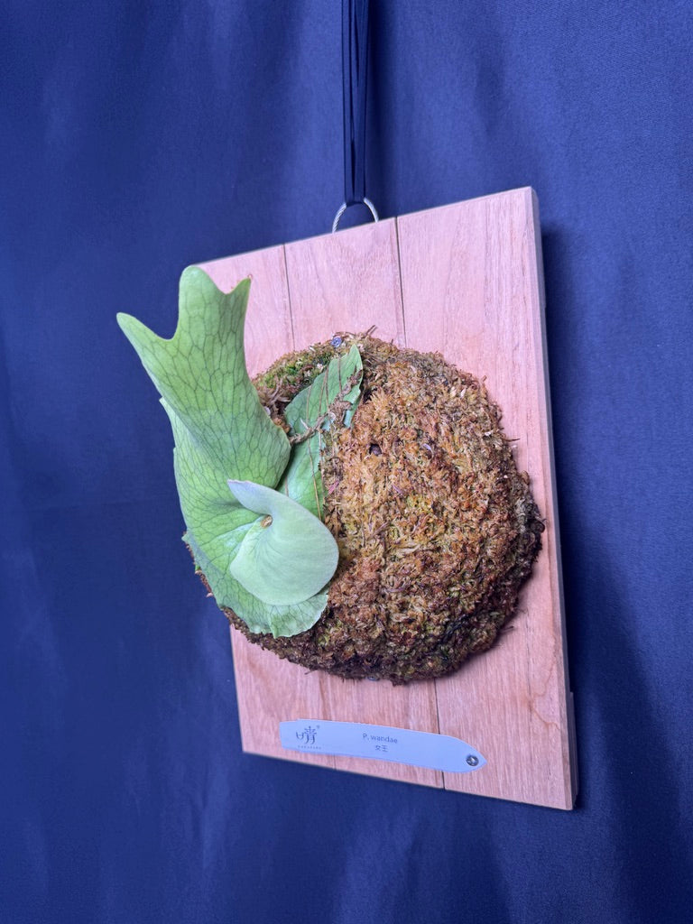 Platycerium wandae mounted pup